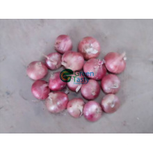 Supply High Quality Frozen Vegetables of Red Onion